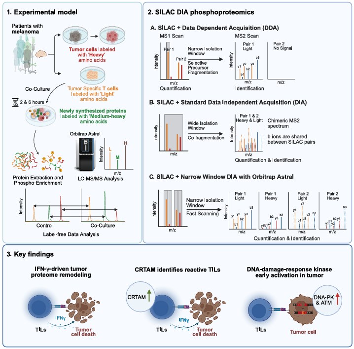 Experimental model, SILAC DIA phosphoproteomics and key findings, Franciosa et al. 2026