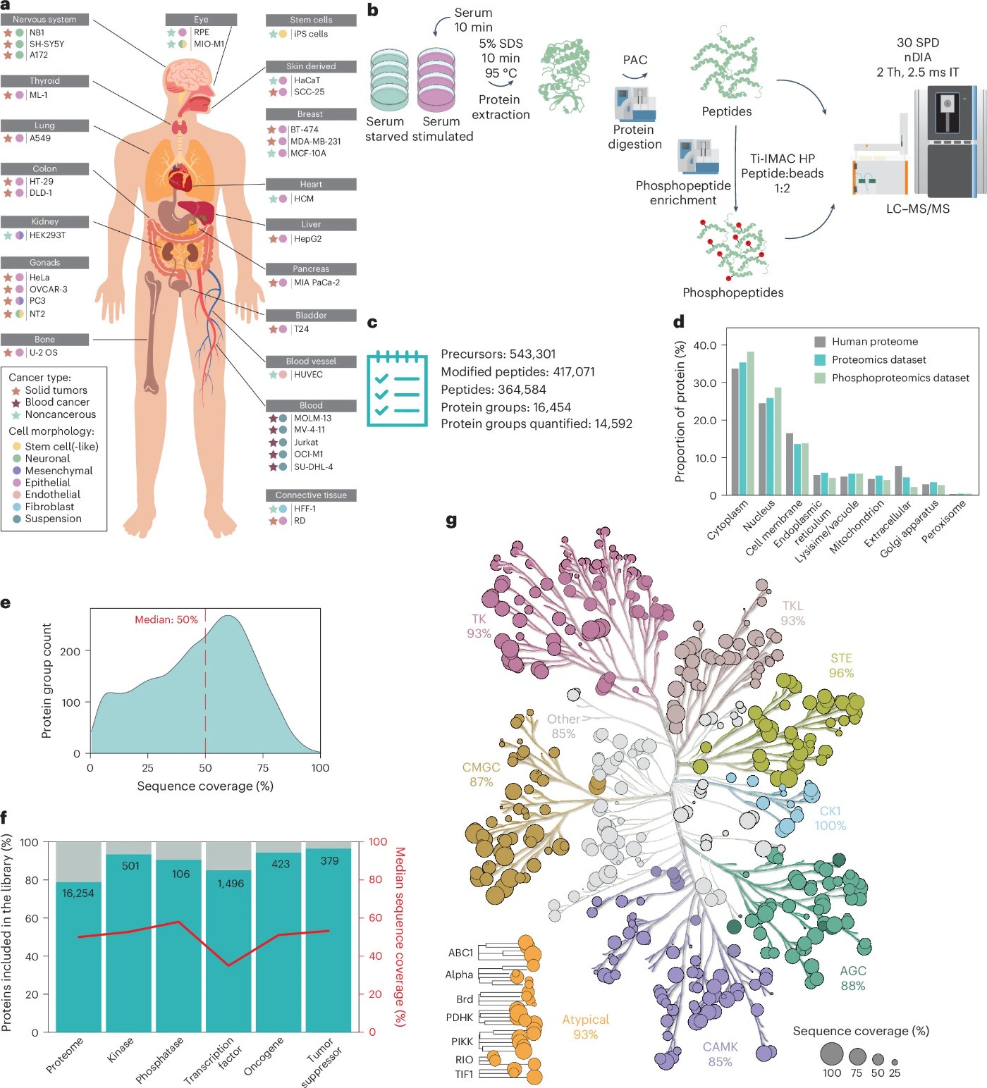 Phosphoproteome atlas of 33 human cell lines, workflow and kinome coverage, Koenig et al. 2026