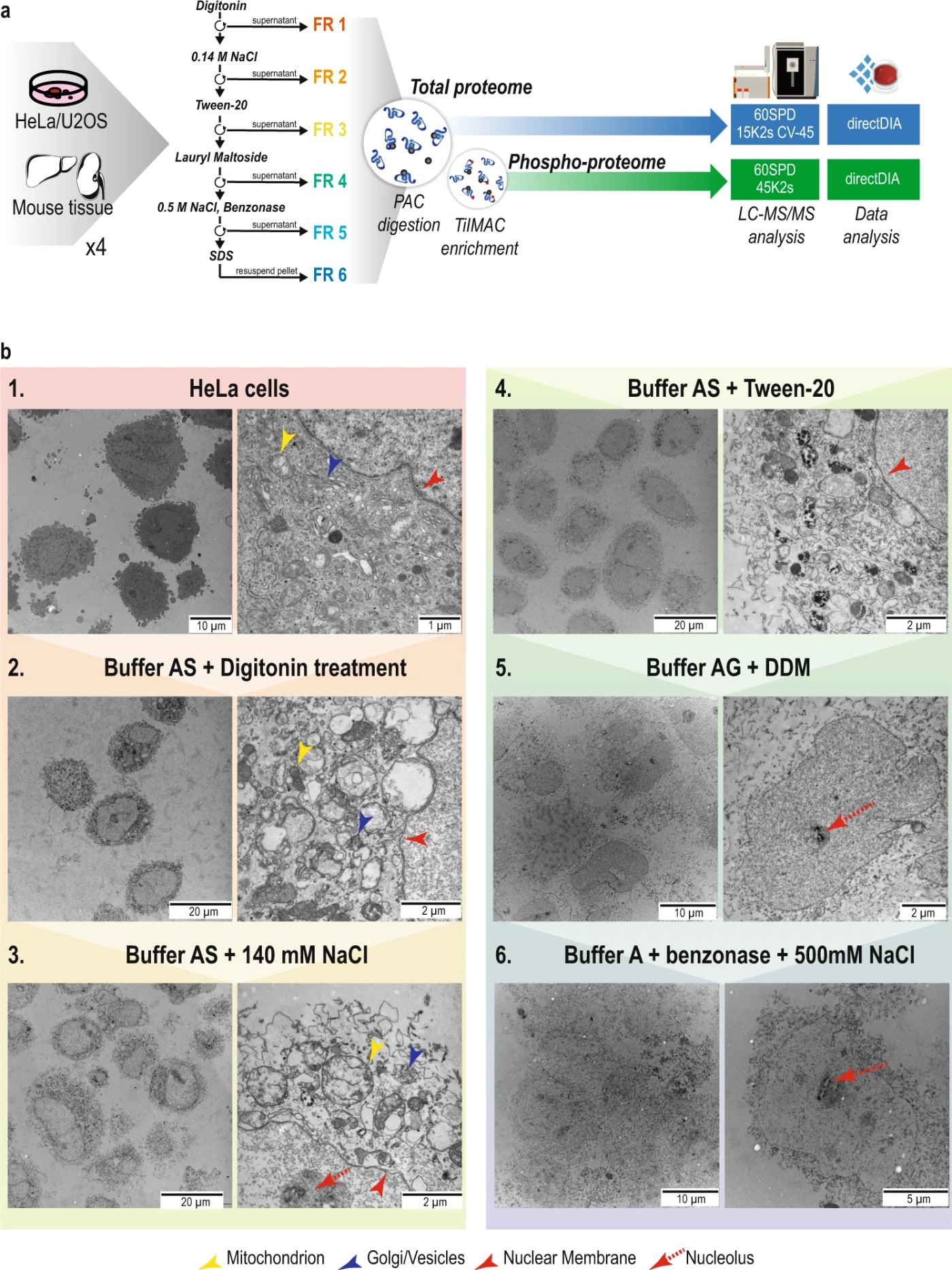 Sequential subcellular fractionation workflow with electron micrographs of each fraction, Martinez-Val et al. 2021