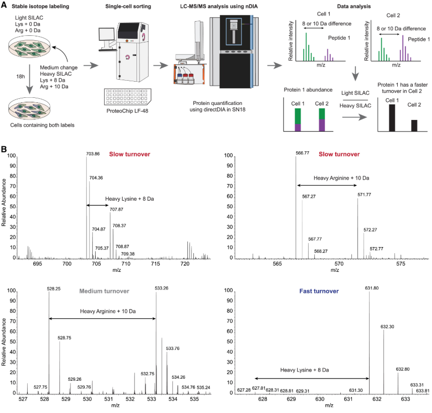 SC-pSILAC workflow and example spectra showing slow, medium and fast protein turnover, Sabatier et al. 2025